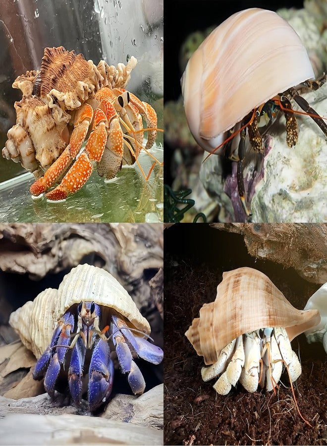 QICQDRAM 4 PCS Large Hermit Crab Shells 2~3.5Inch Natural Hermit Crab Shells 1~1.5Inch Opening, for Hermit Replacement Shells Hermit Crab Supplies - Image 5
